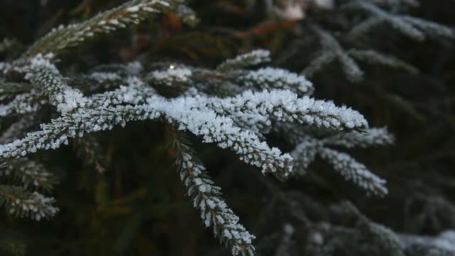 云杉树枝上覆盖着雪视频素材