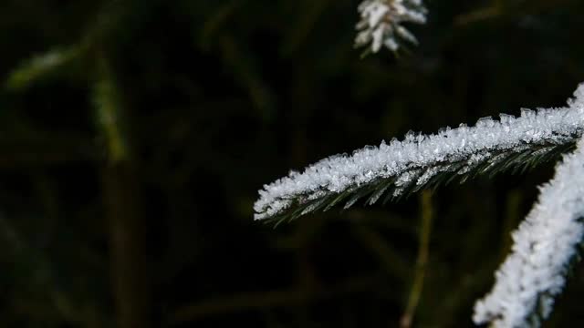 云杉树枝上覆盖着雪视频素材