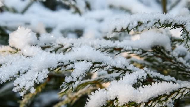 云杉树枝上覆盖着雪视频素材