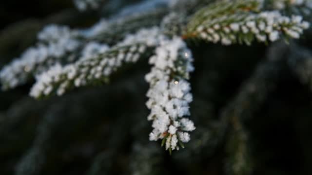 云杉树枝上覆盖着雪视频素材