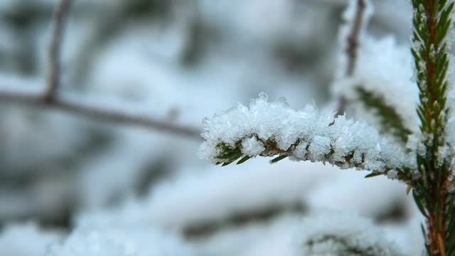 云杉树枝上覆盖着雪视频素材