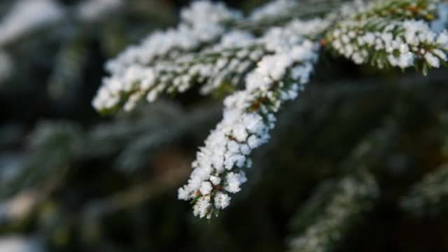 云杉树枝上覆盖着雪视频素材