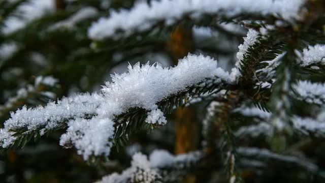 云杉树枝上覆盖着雪视频素材