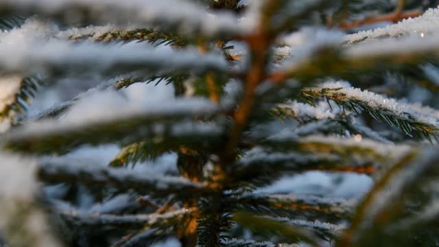 云杉树枝上覆盖着雪视频素材