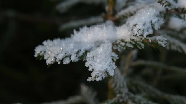 云杉树枝上覆盖着雪视频素材