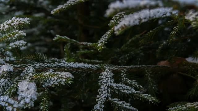 云杉树枝上覆盖着雪视频素材