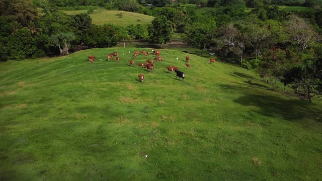 鸟瞰绿色草地上的牛群和羊群视频素材
