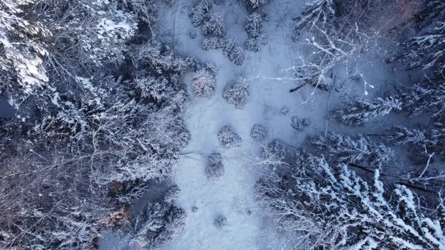 下雪的森林视频素材