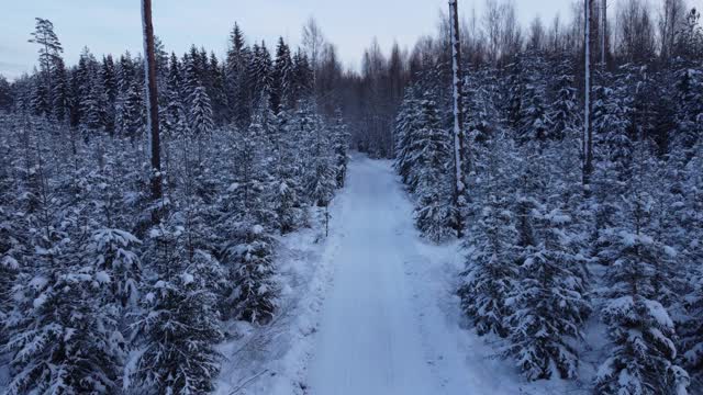 雪林与道路视频素材