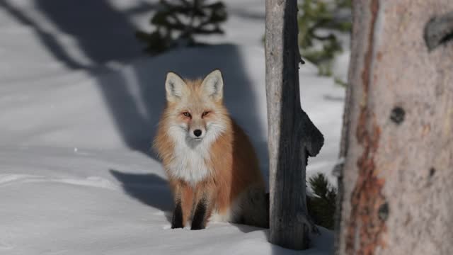 TS 4K拍摄的红狐(Vulpes Vulpes)站在新雪中视频素材