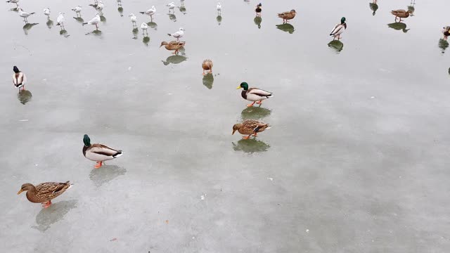 结冰的湖面上有野鸭和海鸥。视频素材