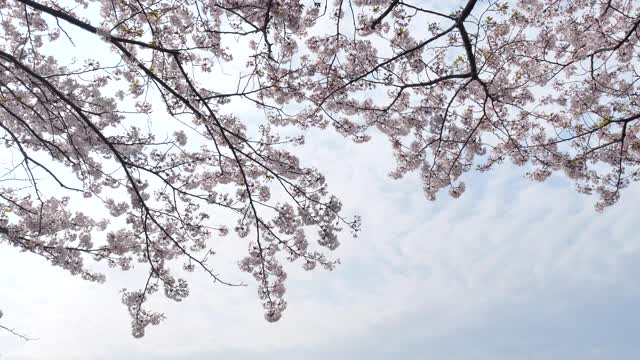 有一点，樱花落了。视频素材