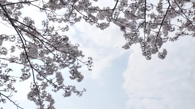 有一点，樱花落了。视频素材