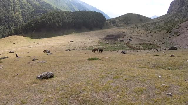 马在美丽的草地上吃草，背景是群山和石头视频下载