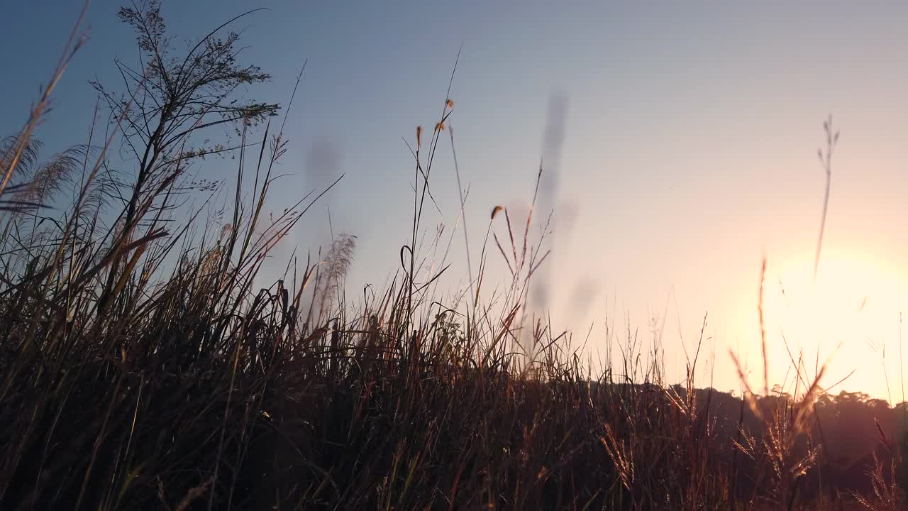 夏季阿尔卑斯山草地上的野花。洋甘菊、羽扇豆和其他花草在夕阳下迎风摇曳视频素材