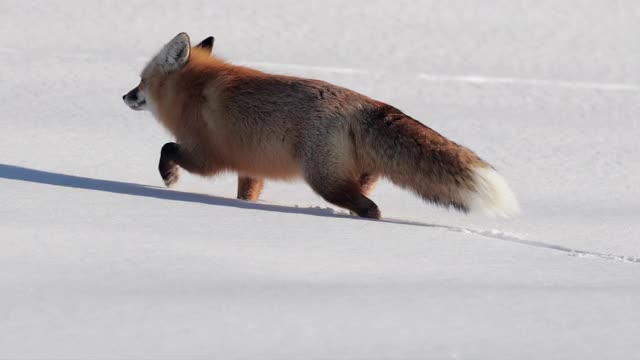 TS 4K慢镜头近距离拍摄一只红狐(Vulpes Vulpes)站在雪中视频素材