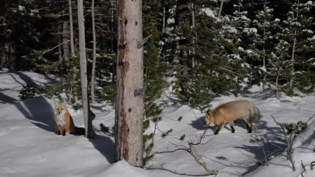 一只红狐(Vulpes Vulpes)站在雪地里的4K慢动作拍摄视频素材