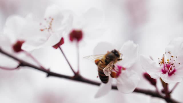 蜜蜂在春梅花视频素材