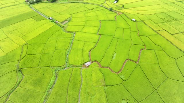 农业鸟瞰图中的绿色稻田，农田与绿色的田野。视频素材