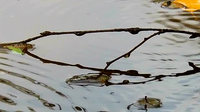 雨滴落在水面上。视频素材