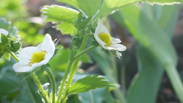 花园里草莓盛开视频素材