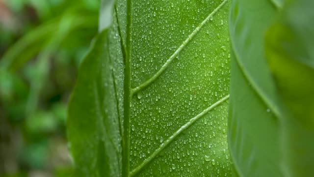 水滴落在绿叶上视频素材