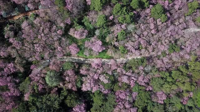 一辆汽车行驶在道路上的鸟瞰图穿过樱花盛开的山在Phu Chi Fa森林公园在泰国清莱省在冬季。视频素材