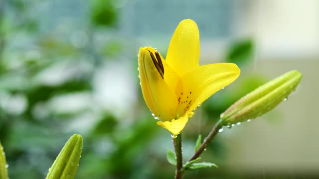 美丽的黄色百合花在雨中，4k镜头，b卷拍摄。视频素材