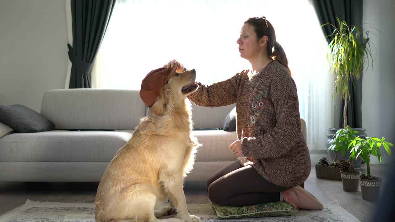 美丽的女人做击掌她可爱的金毛猎犬。视频素材