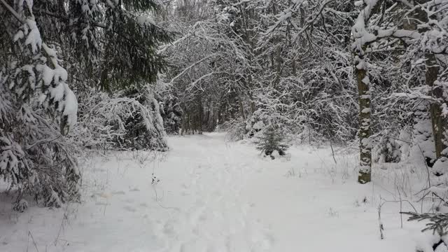 冬天的仙境和美丽的冰雪覆盖的树木。视频素材