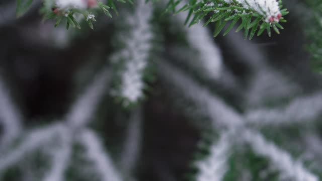 雪中的云杉树枝。冬天的背景有冷杉树和雪。森林里下雪了。视频素材