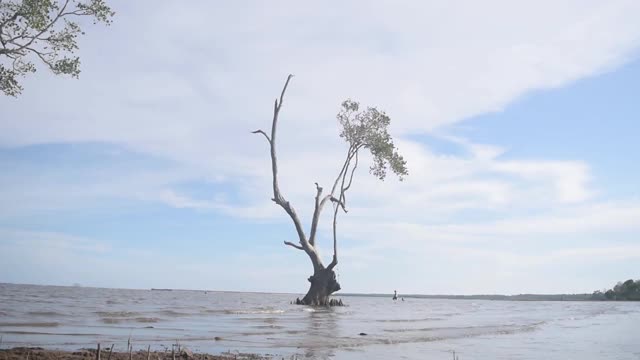 红树林和海滩视频素材