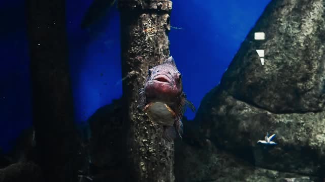 圆头鱼在水下游泳视频素材