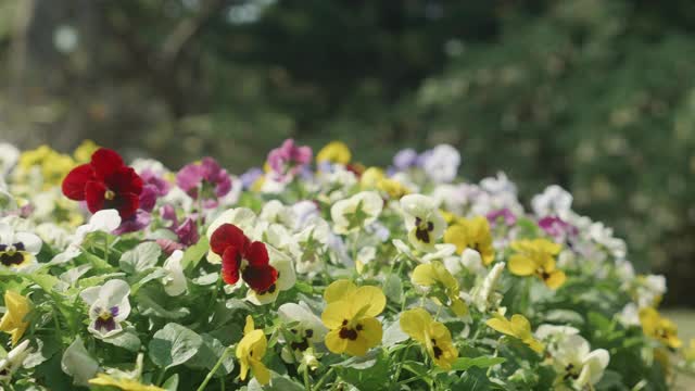 美丽多彩的花在花园里绽放和花瓣，四季春夏，生态与环境，植物学在草地上，花卉在野外自然背景下，无人，无人。视频素材