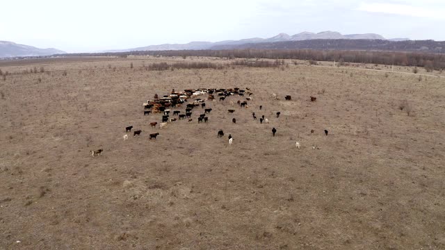 鸟瞰图上的两个牧羊人在马和狗聚集牛群和小牛在高加索山脉附近的田野放牧。俄罗斯。冬天。视频素材