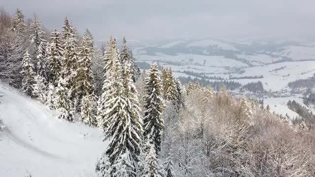 山坡上覆盖着白雪皑皑的松林。四轴飞行器在高山上白雪覆盖的圣诞树之间飞行。发现风景。视频素材