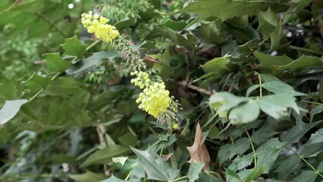 一种灌木的黄色花，带有绿色的尖状叶子视频素材