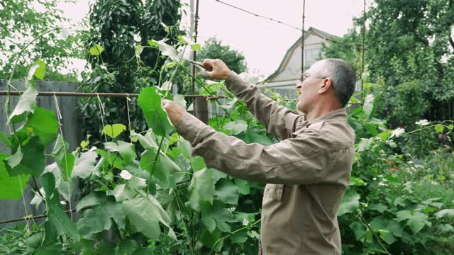 成年男性农民在春天用割草机修剪树木。高级男子在绿色果园工作。农业的概念视频素材