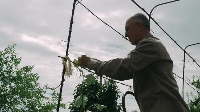 一个成熟的男人在果园里捆扎成串的葡萄。在果园工作的资深农民。农业的概念视频素材