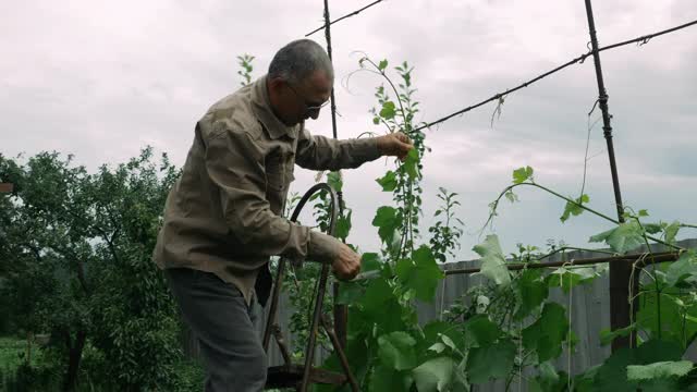 在果园里用剪枝夹干活的老农民。春天，老雄正在修剪葡萄。农业的概念。成熟的男人在花园里工作视频素材