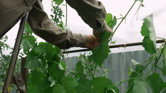 一个老人独自在家做一些园艺工作。成熟的农民用双手在果园里捆扎成串的葡萄。农业的概念视频素材