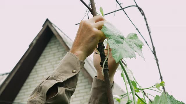 在果园里，成熟的男性用手捆住一串串的葡萄。在花园里工作的白人农民。退休的人园艺。园丁在花园里养植物视频素材