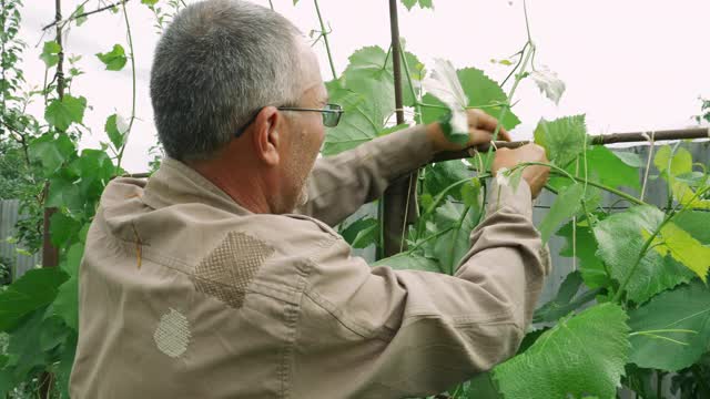 成熟的白人男子在绿色花园工作的肖像。老男农民绑上果树，近观。农业的概念。在果园中种植植物的园丁视频素材