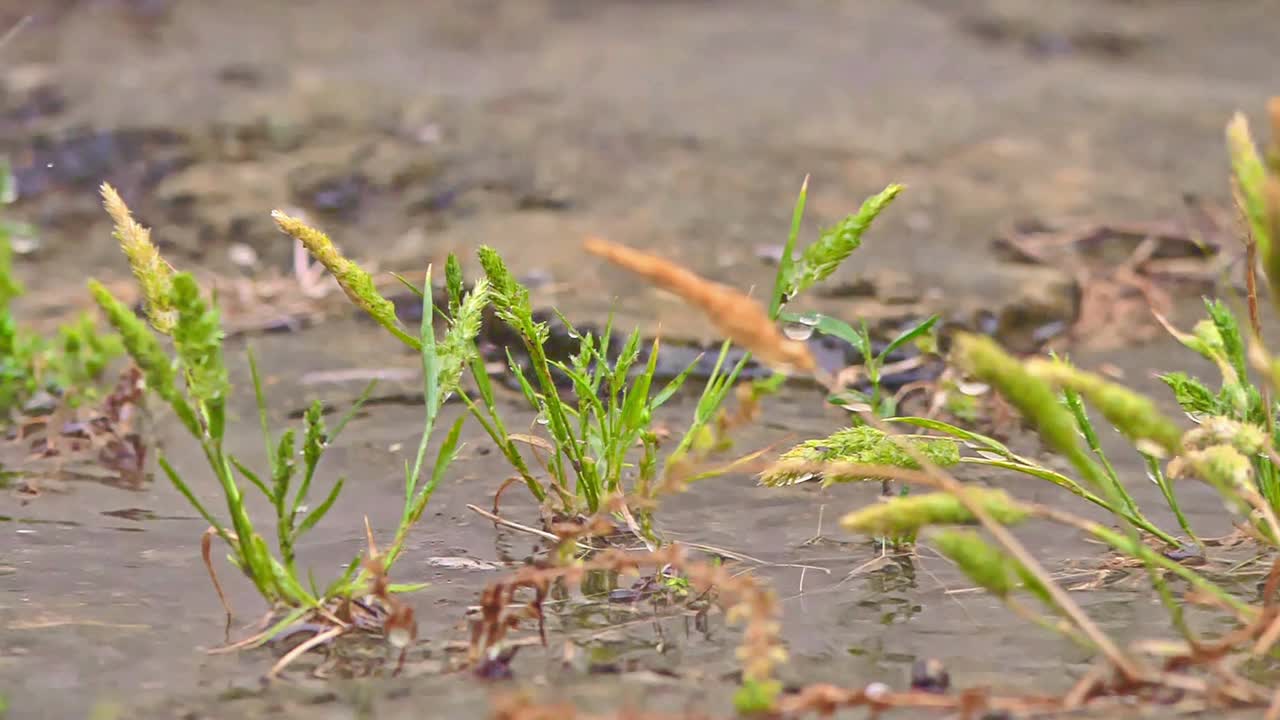 草甸宏雨视频素材