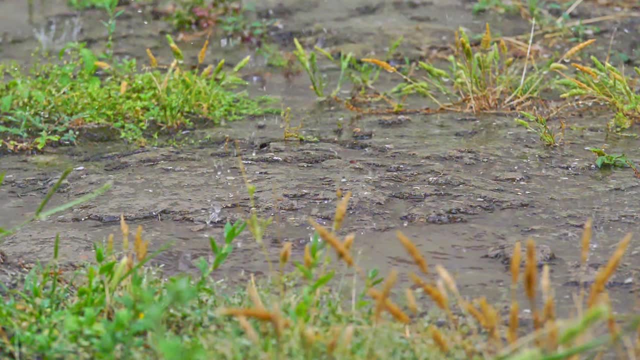 草甸宏雨视频素材