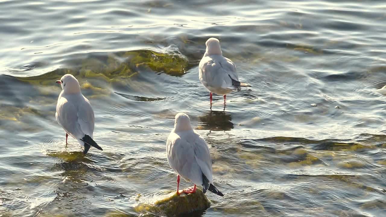 湖中的海鸥视频素材