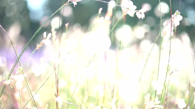 草地上的花朵随风摇曳视频素材