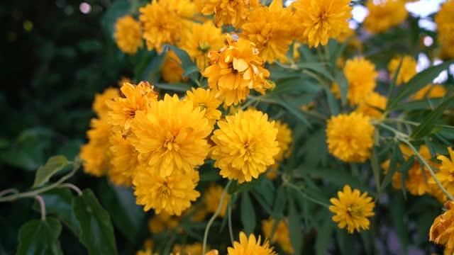 小春田黄花特写作为自然背景。每年的春天视频素材