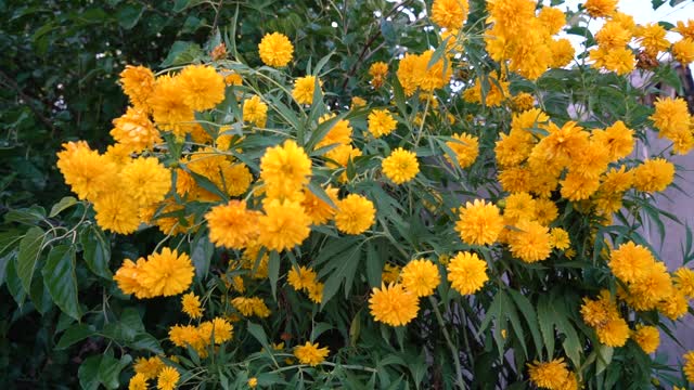 小春田黄花特写作为自然背景。每年的春天视频素材