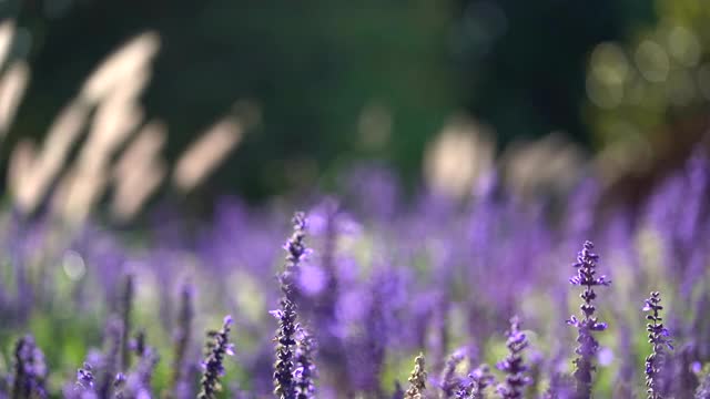 草地上的花朵随风摇曳视频素材